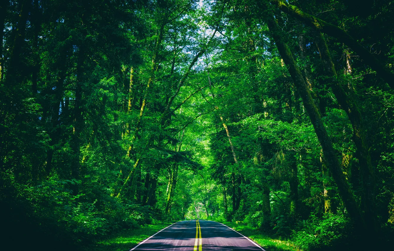 Photo wallpaper road, greens, forest