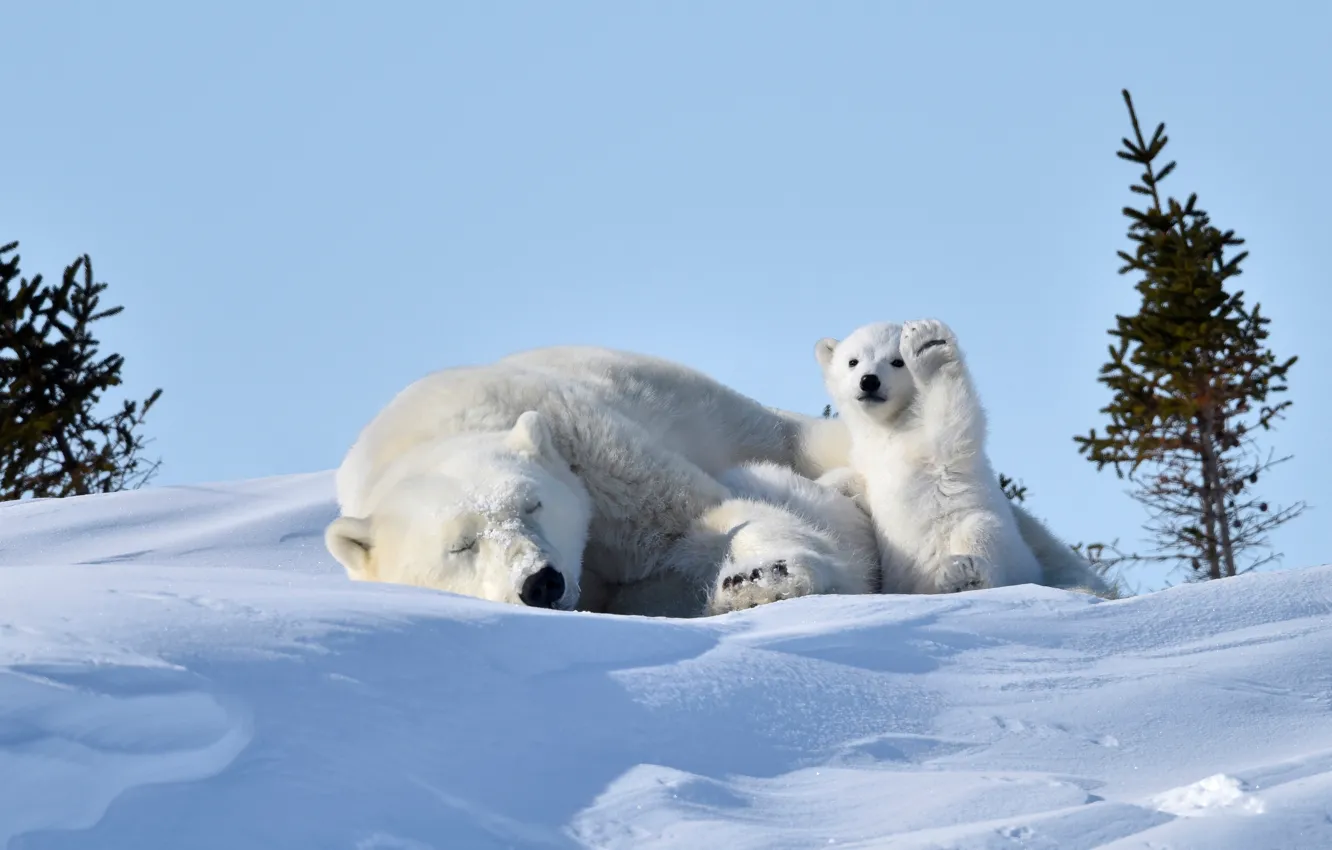 Photo wallpaper snow, stay, bear, bear, white, bear