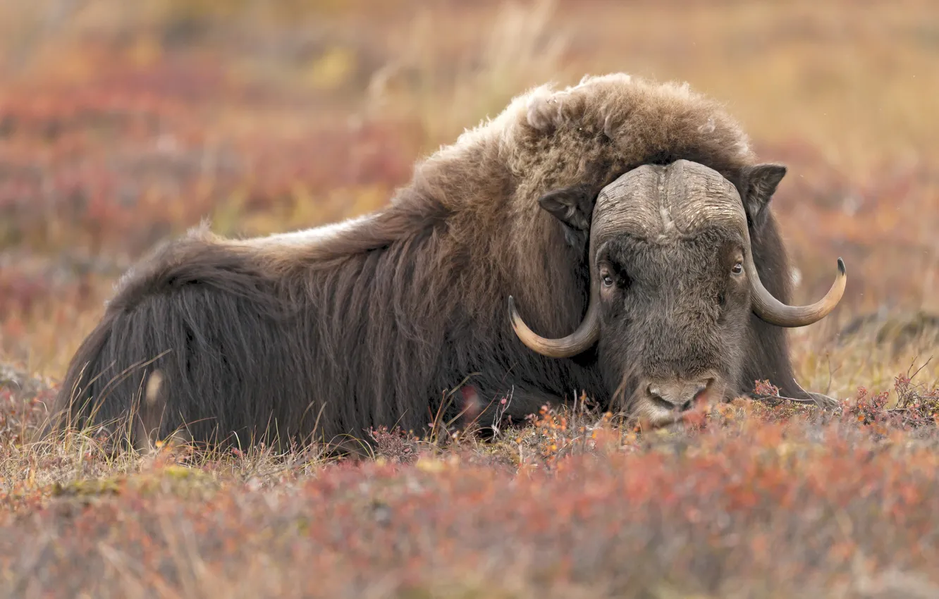 Photo wallpaper field, autumn, face, portrait, lies, bull, musk ox