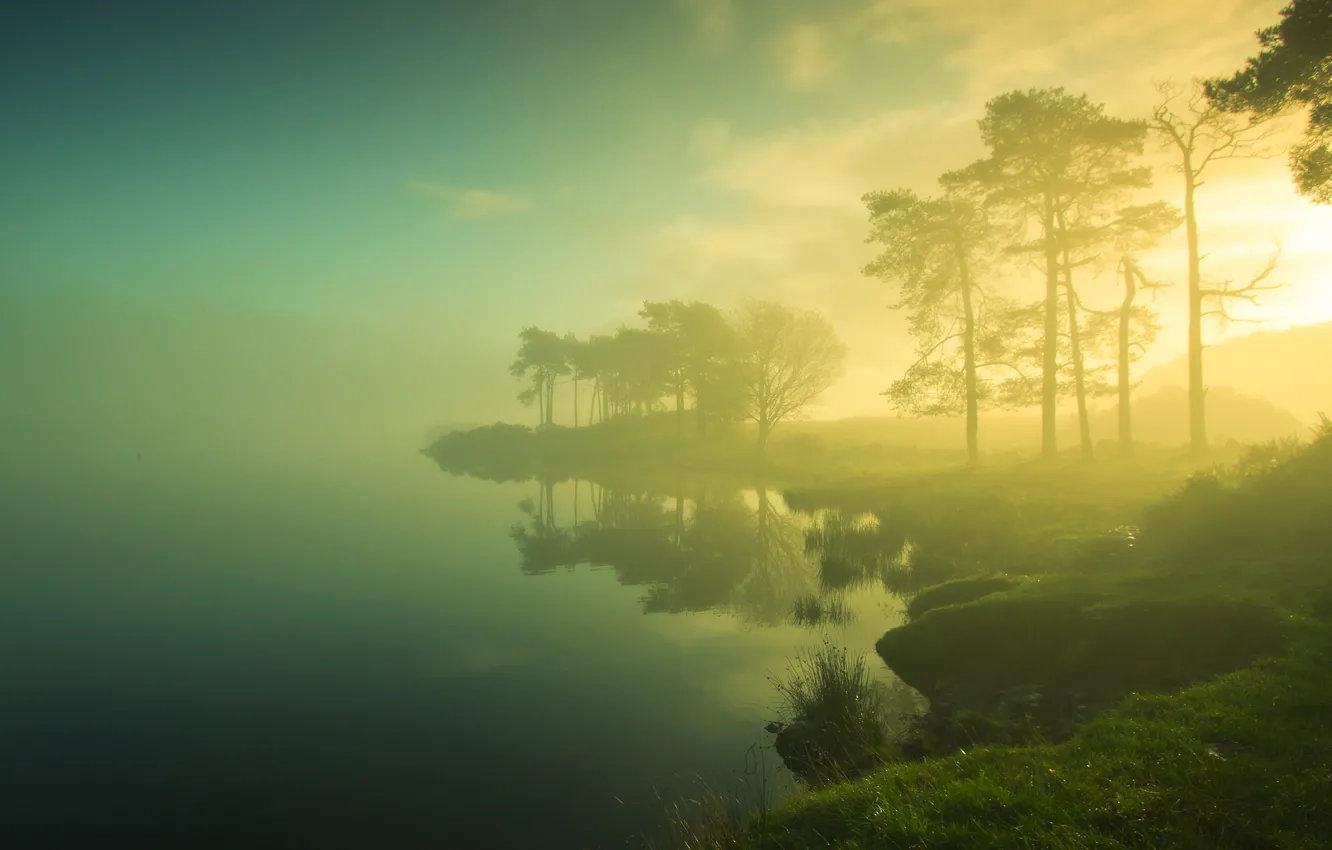 Photo wallpaper grass, the sun, trees, fog, lake, shore, morning
