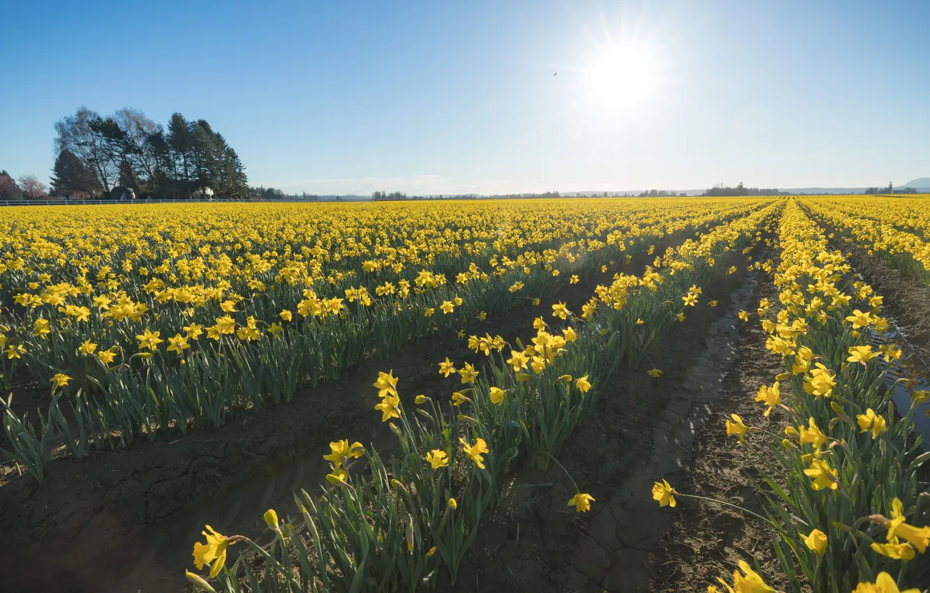 Photo wallpaper flowers, yellow, spring, daffodils, plantation