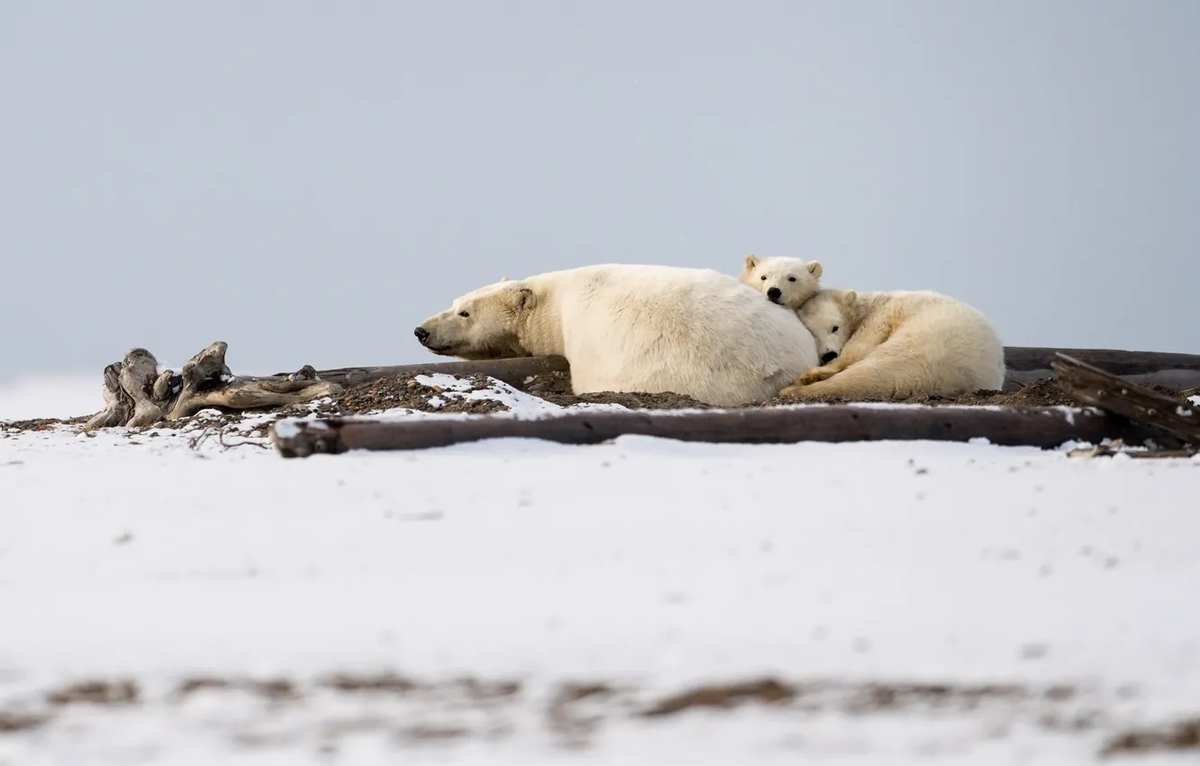 Photo wallpaper animals, family, Polar Bear