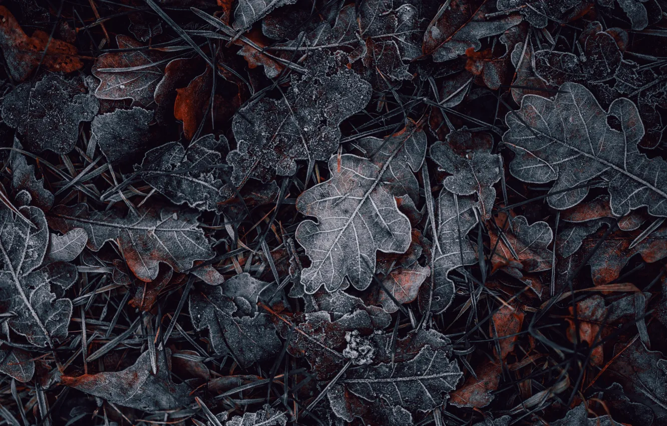 Photo wallpaper frost, grass, leaves, nature, dry