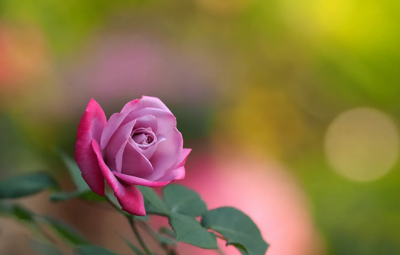 Photo wallpaper flowers, background, roses