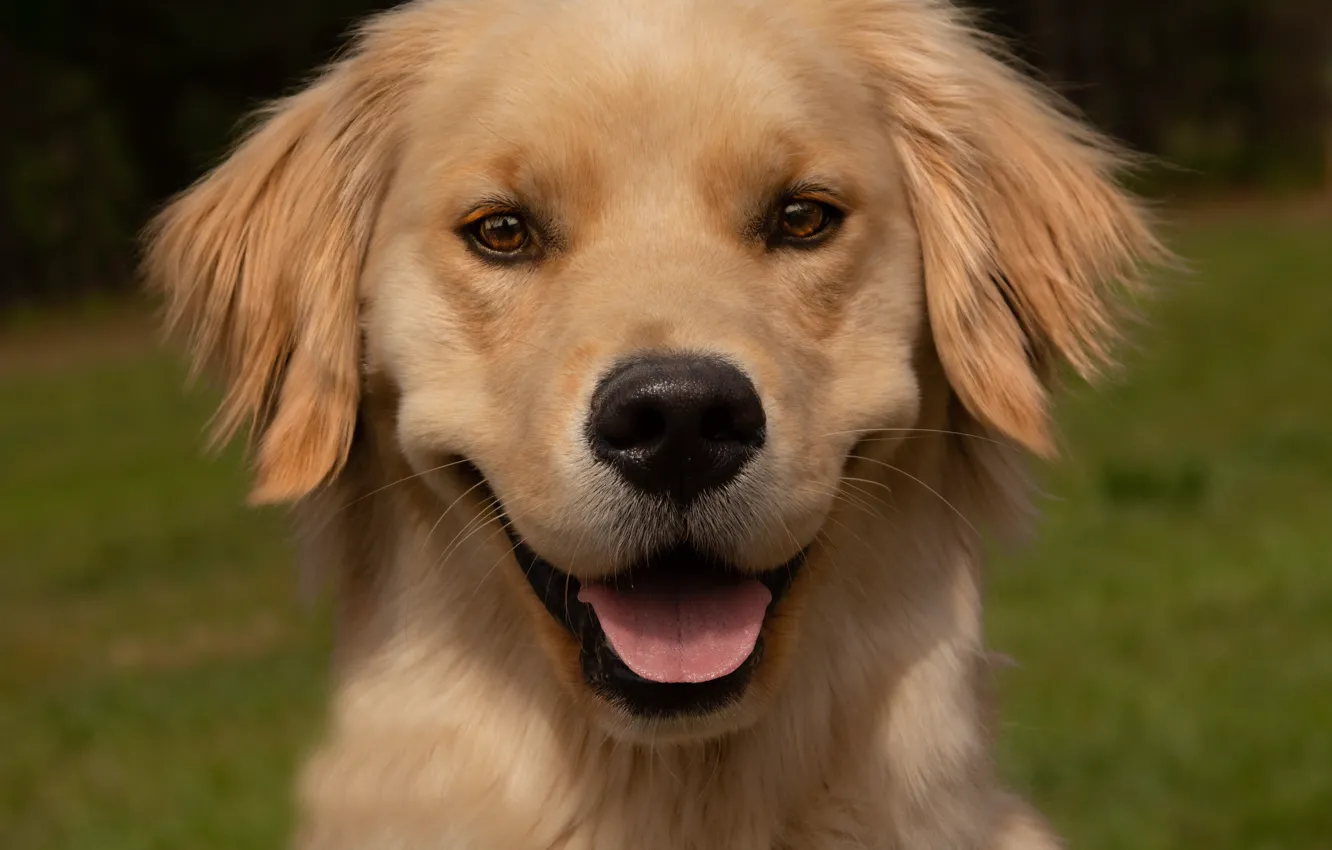 Photo wallpaper face, dog, puppy, Retriever