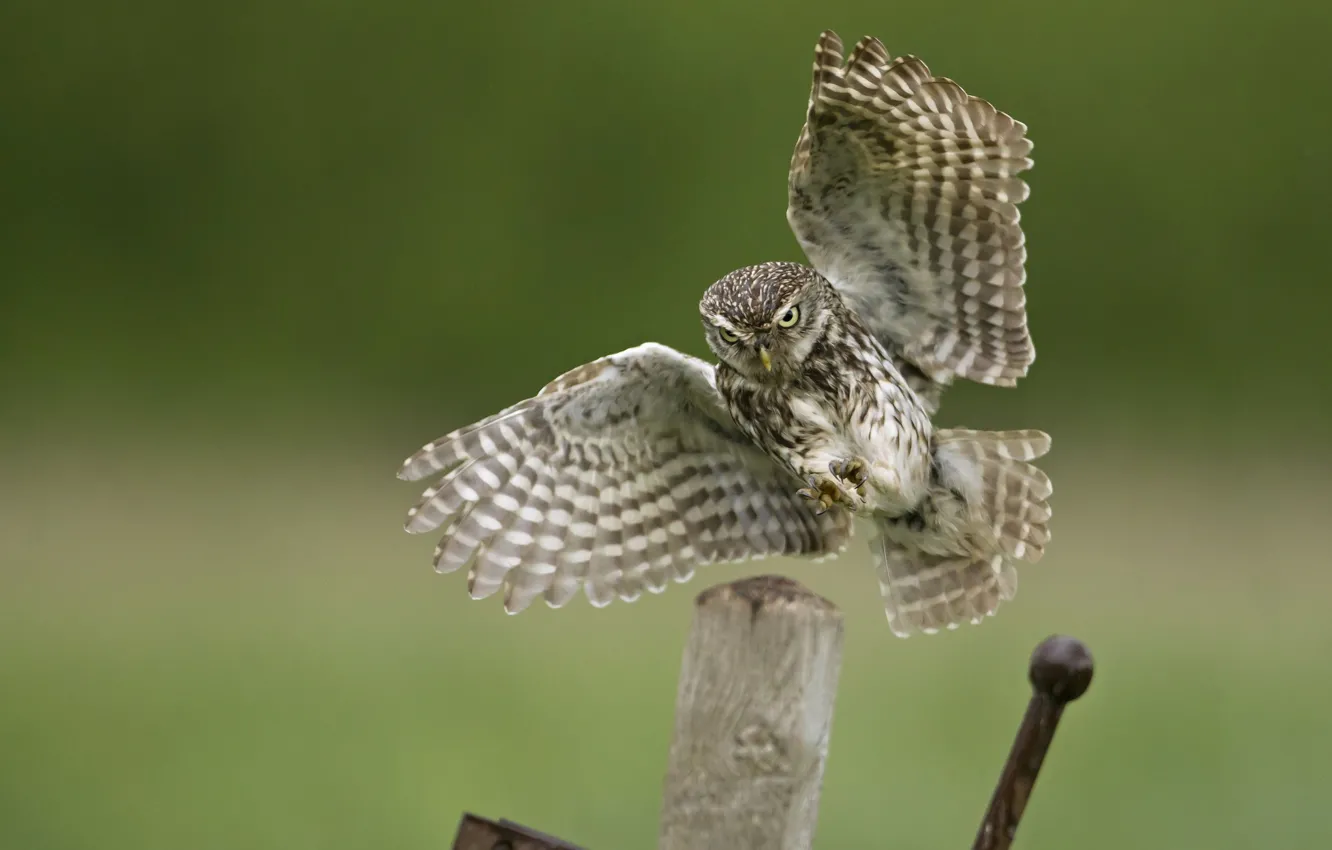 Photo wallpaper metal, owl, bird, posts, wings, landing