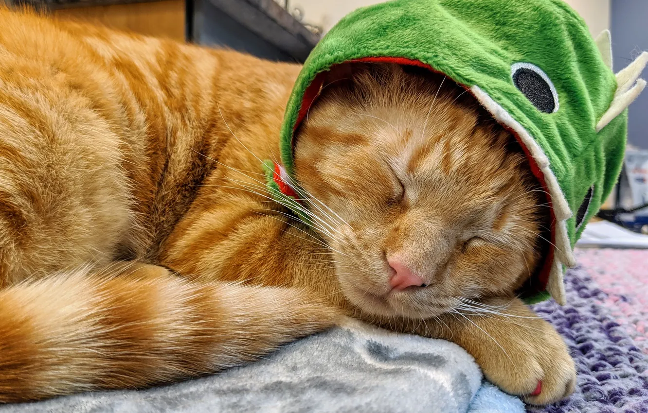 Photo wallpaper cat, cat, hat, sleeping, dragon