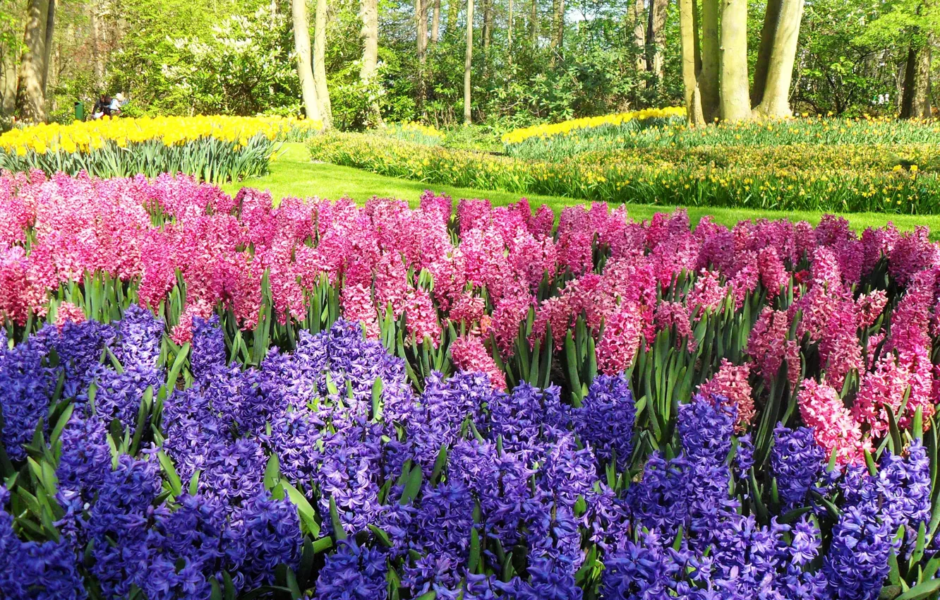Photo wallpaper flowers, Park, spring, flowerbed, hyacinths