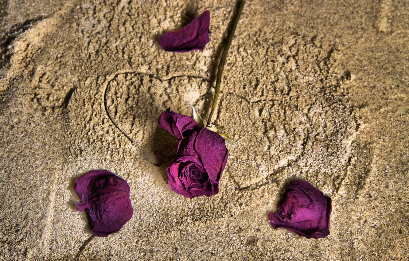 Photo wallpaper flowers, heart, roses