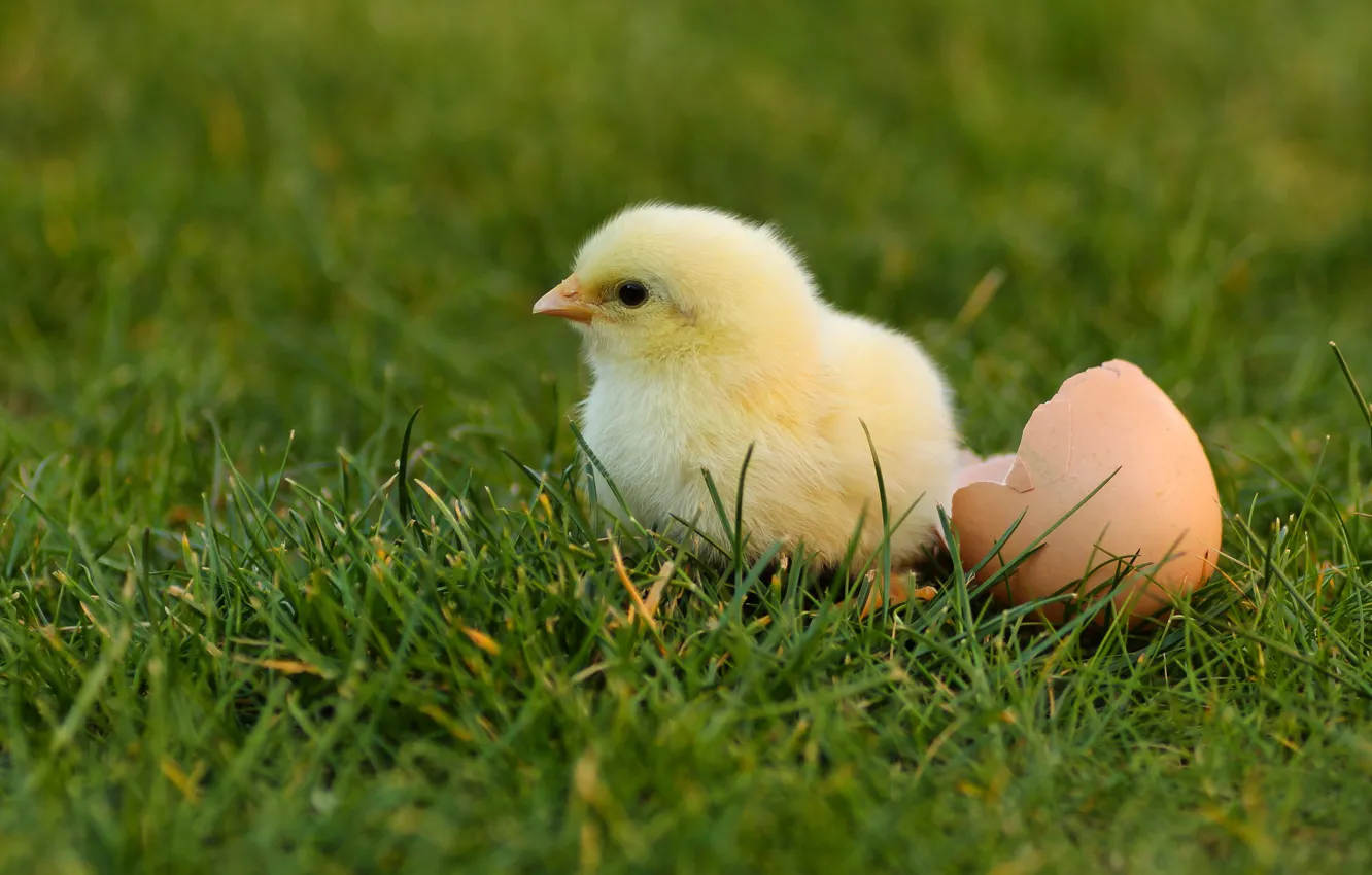 Photo wallpaper chickens, eggs, shell