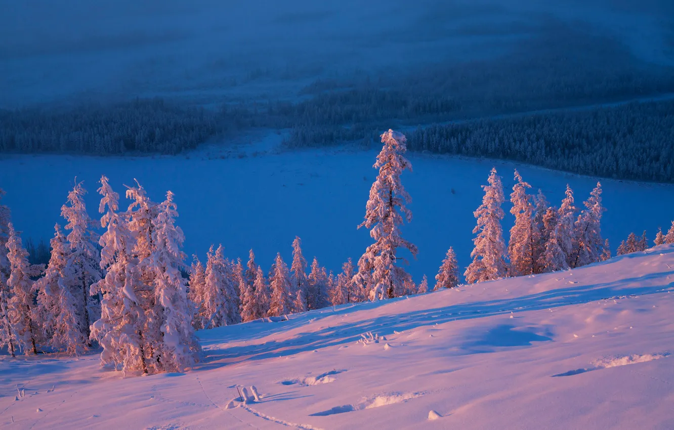 Photo wallpaper winter, snow, trees, Russia, Yakutia, Vladimir Ryabkov