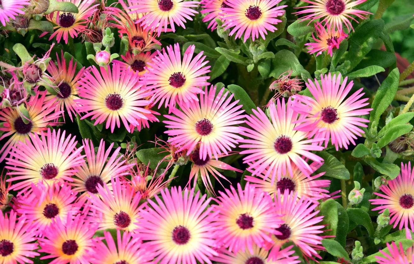 Photo wallpaper summer, flowers, pink, isovue