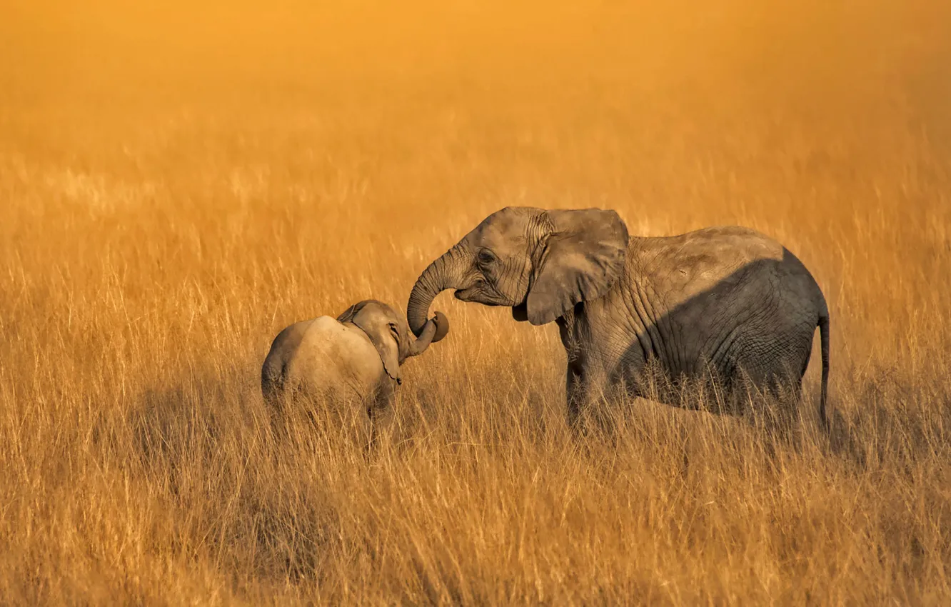 Photo wallpaper family, elephants, Amboseli, Kenya, National Park