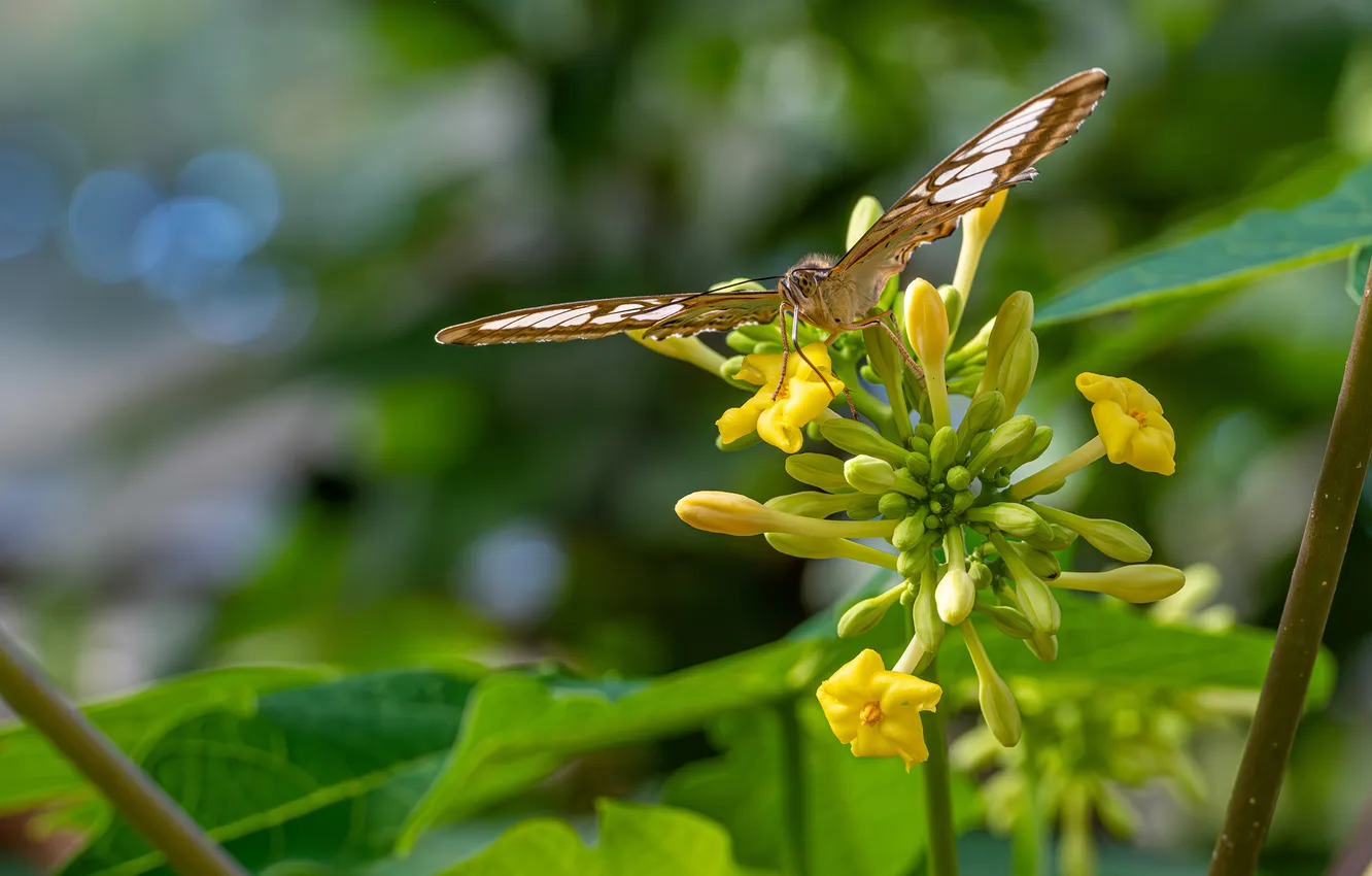 Photo wallpaper butterfly, insect, closeup