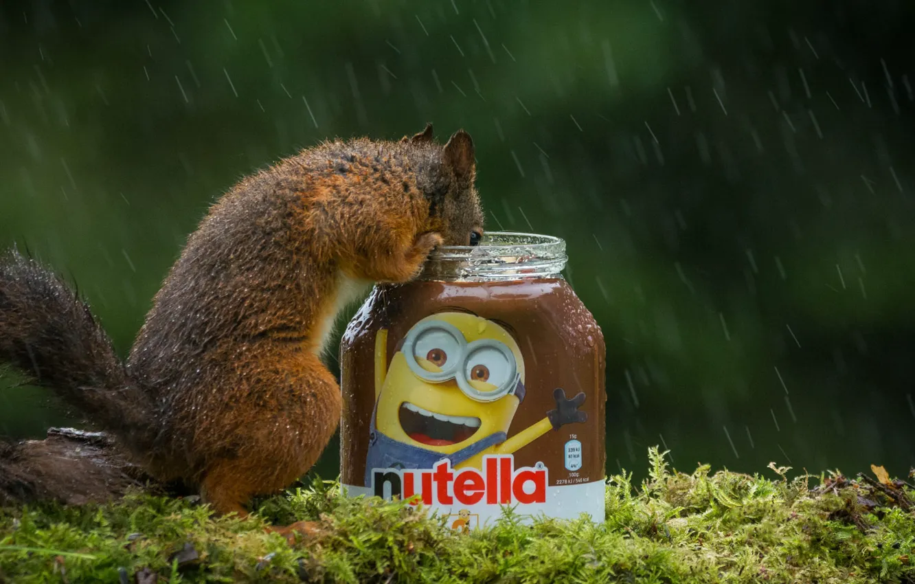 Photo wallpaper pose, treat, wet wool, Bank, dessert, nature, stand, chocolate paste