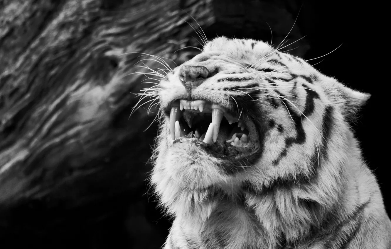 Photo wallpaper face, anger, rage, fangs, grin, black and white, white tiger