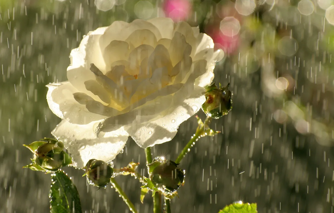Photo wallpaper flower, drops, glare, rain, rose, petals, buds, tea