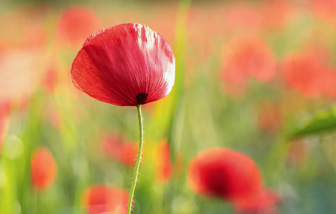 Photo wallpaper flowers, Maki, field.summer