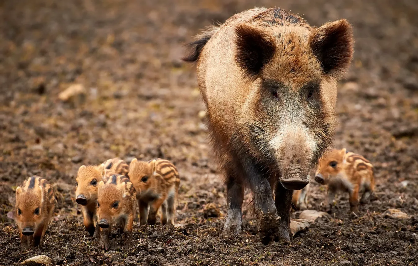 Photo wallpaper nature, family, boar