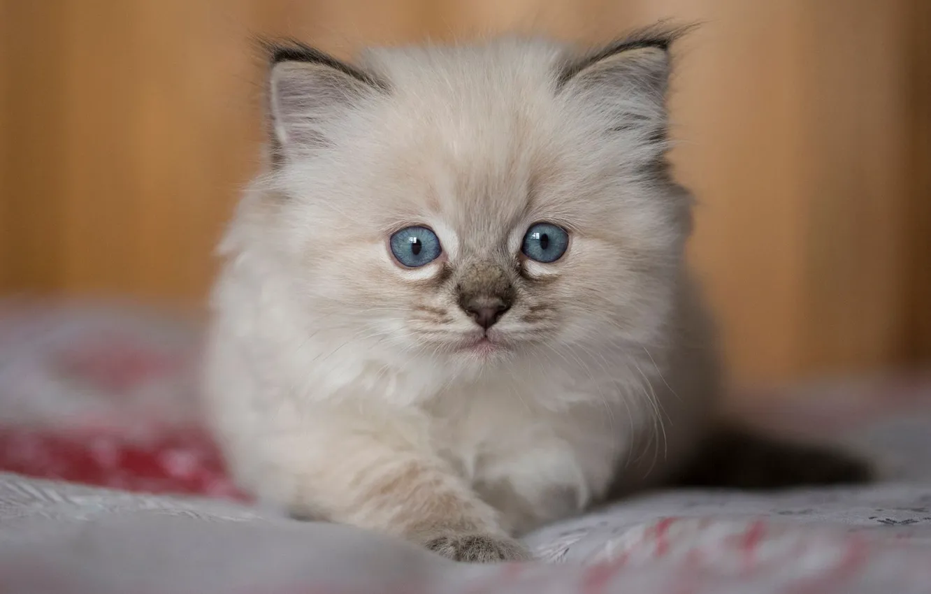 Photo wallpaper cat, background, portrait, fluffy, bed, kitty, the beauty, face