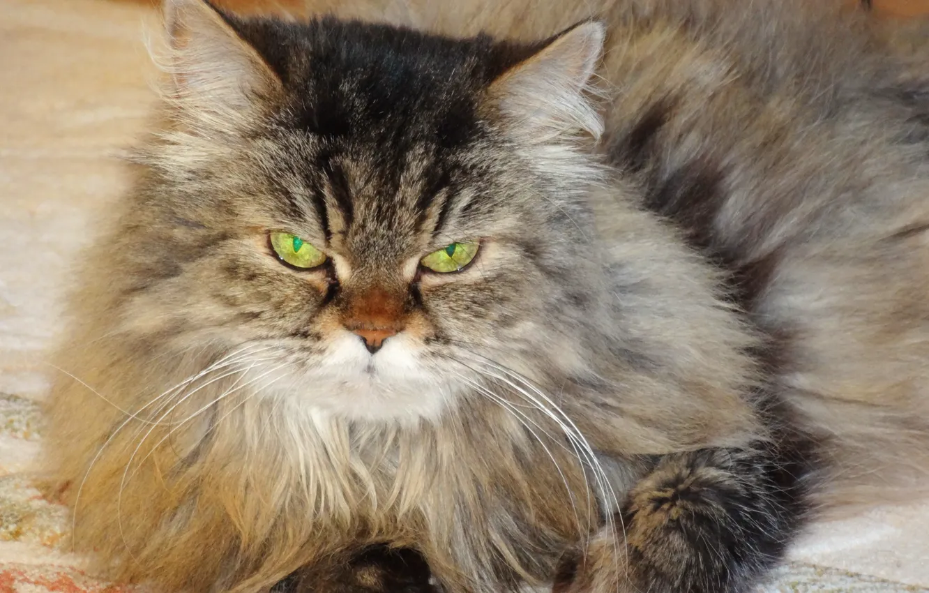 Photo wallpaper cat, animal, green eyes