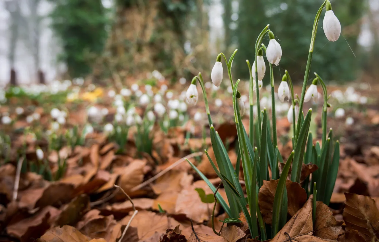 Photo wallpaper forest, leaves, flowers, spring, snowdrops, dry