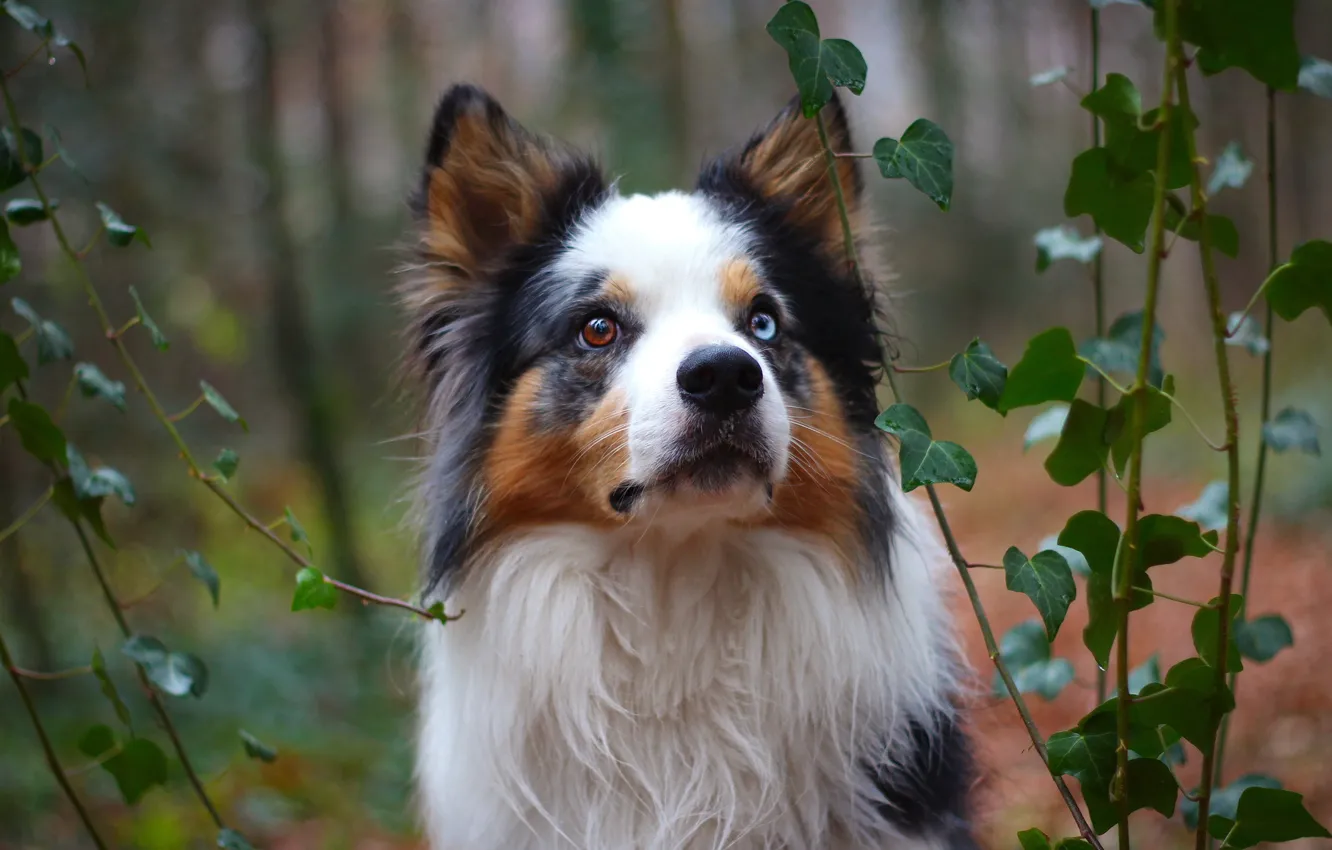Photo wallpaper forest, face, leaves, portrait, dog, puppy, ivy, the border collie