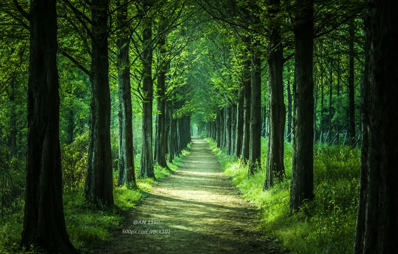 Photo wallpaper road, forest, trees, nature, Park