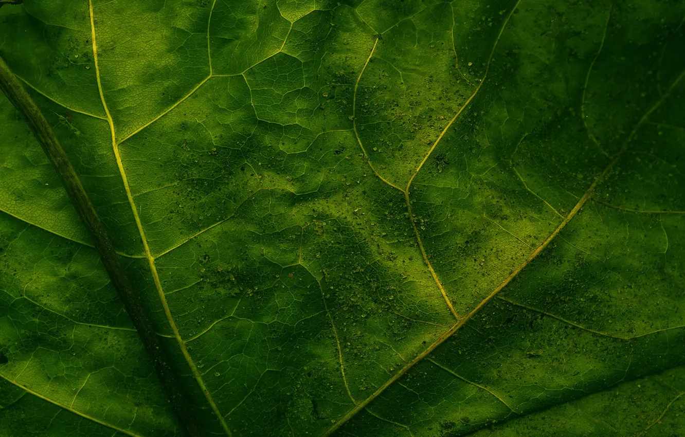 Photo wallpaper leaves, macro, green, veins