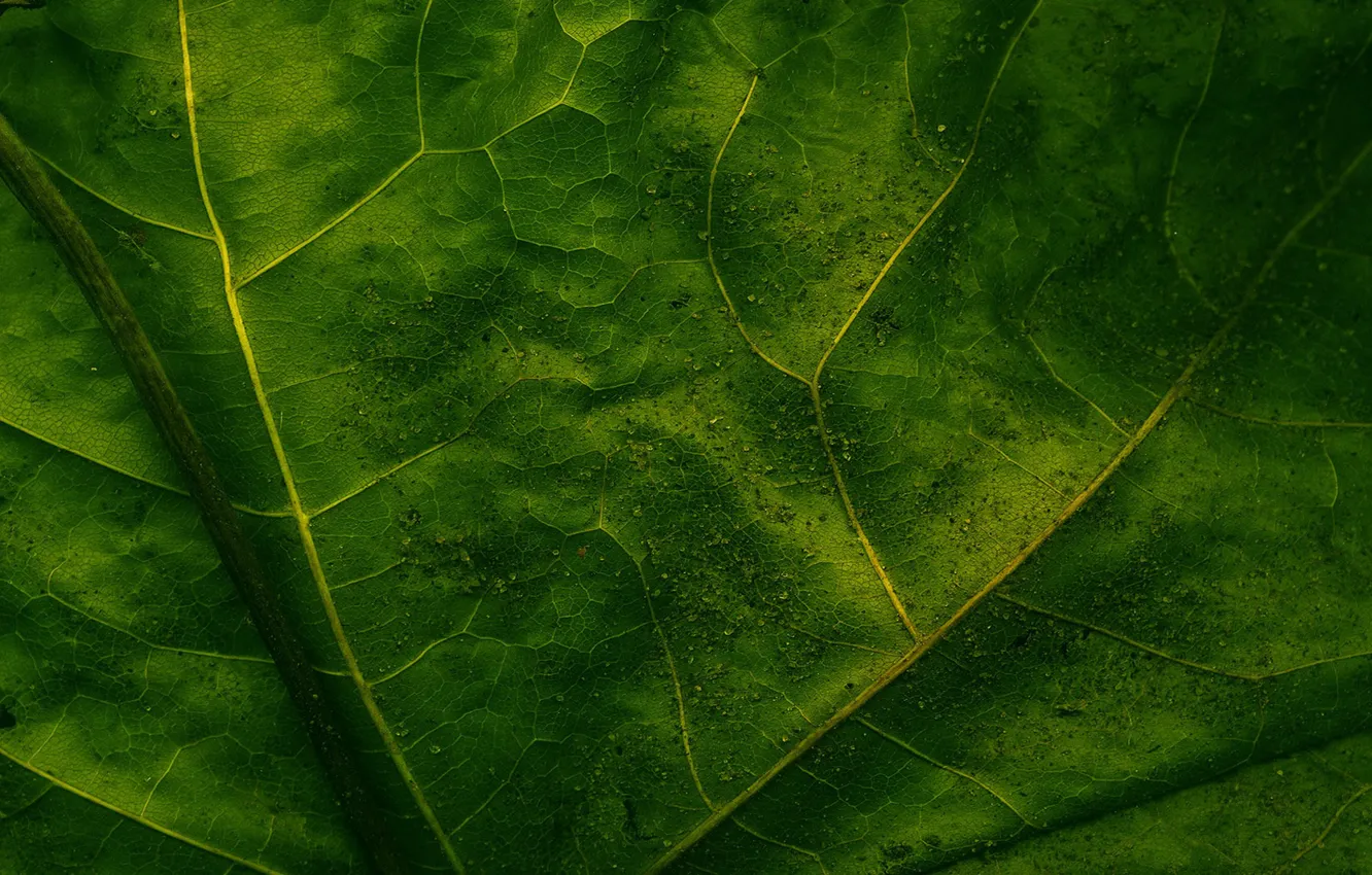 Photo wallpaper macro, sheet, green, veins