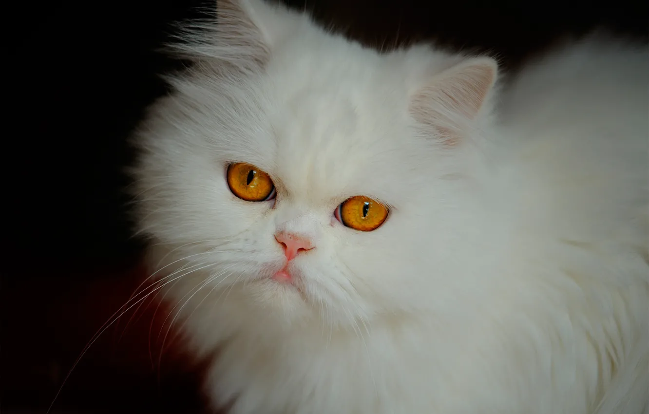 Photo wallpaper cat, look, muzzle, white, fluffy, Persian cat