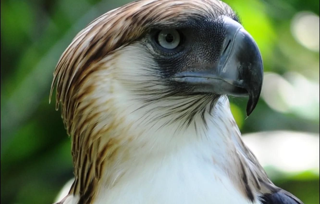 Wallpaper bird, animal, philippine-eagle for mobile and desktop ...