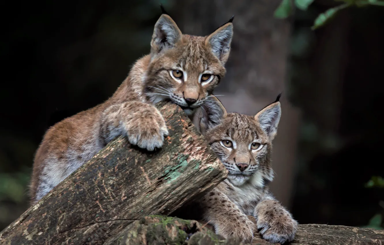 Photo wallpaper lynx, a couple, cubs, the lynx