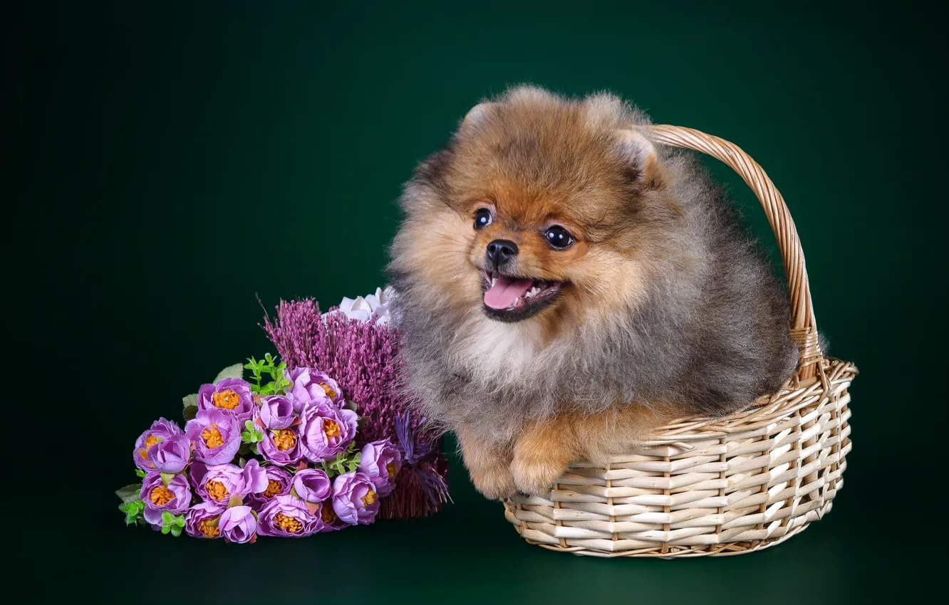 Photo wallpaper basket, puppy, Spitz