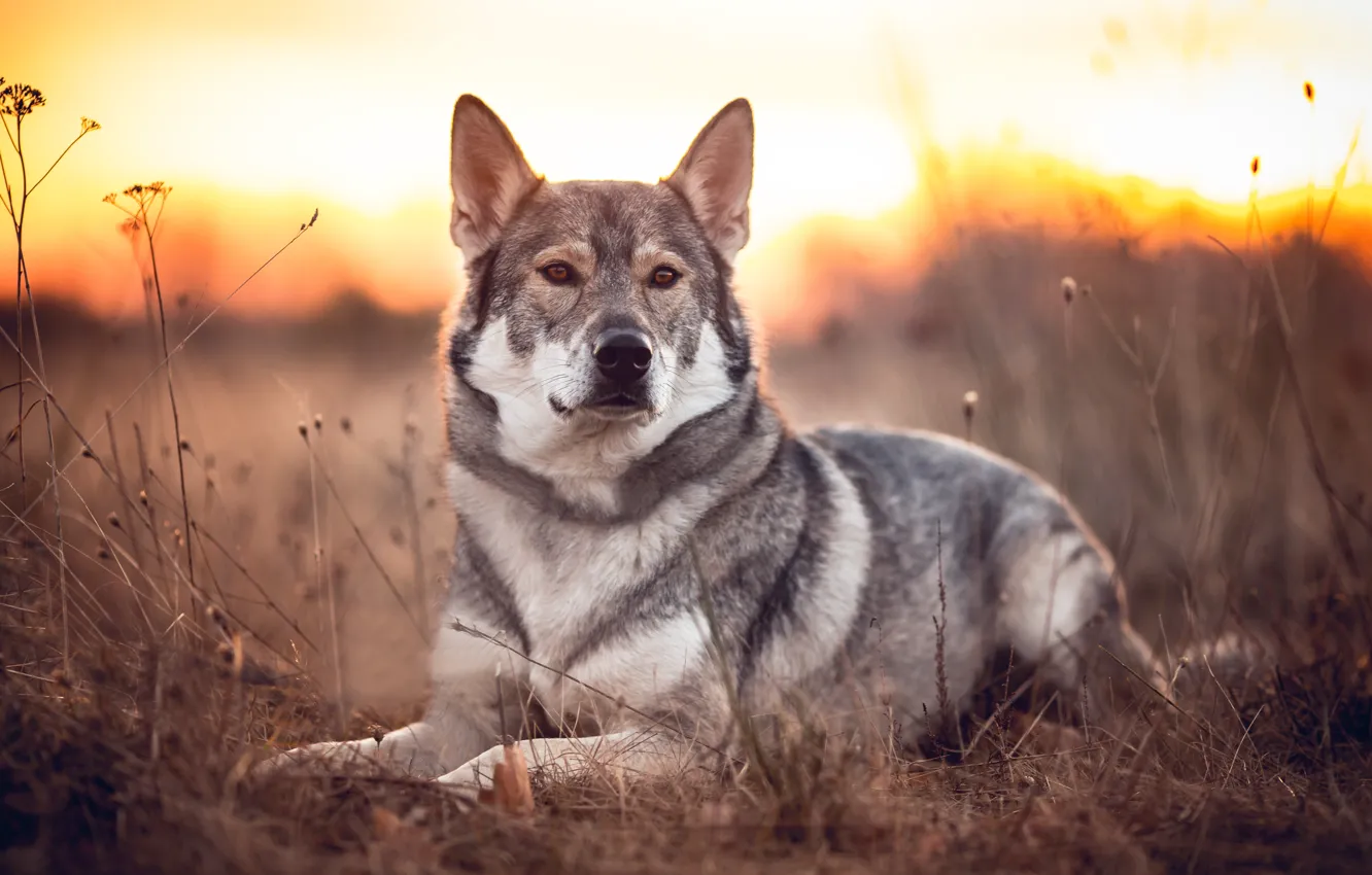 Photo wallpaper dog, lies, Volkosob