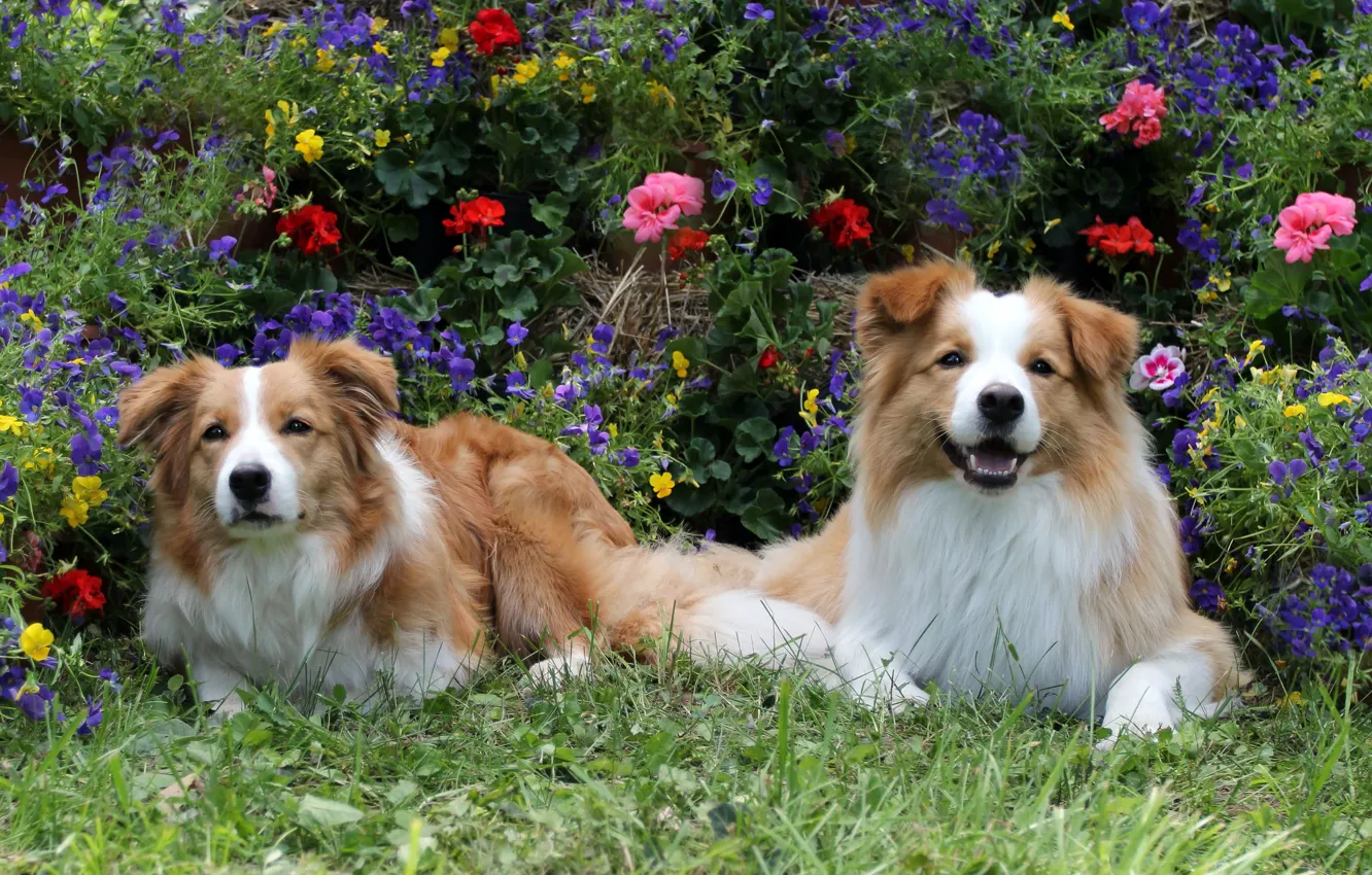 Photo wallpaper flowers, dog, garden, pair