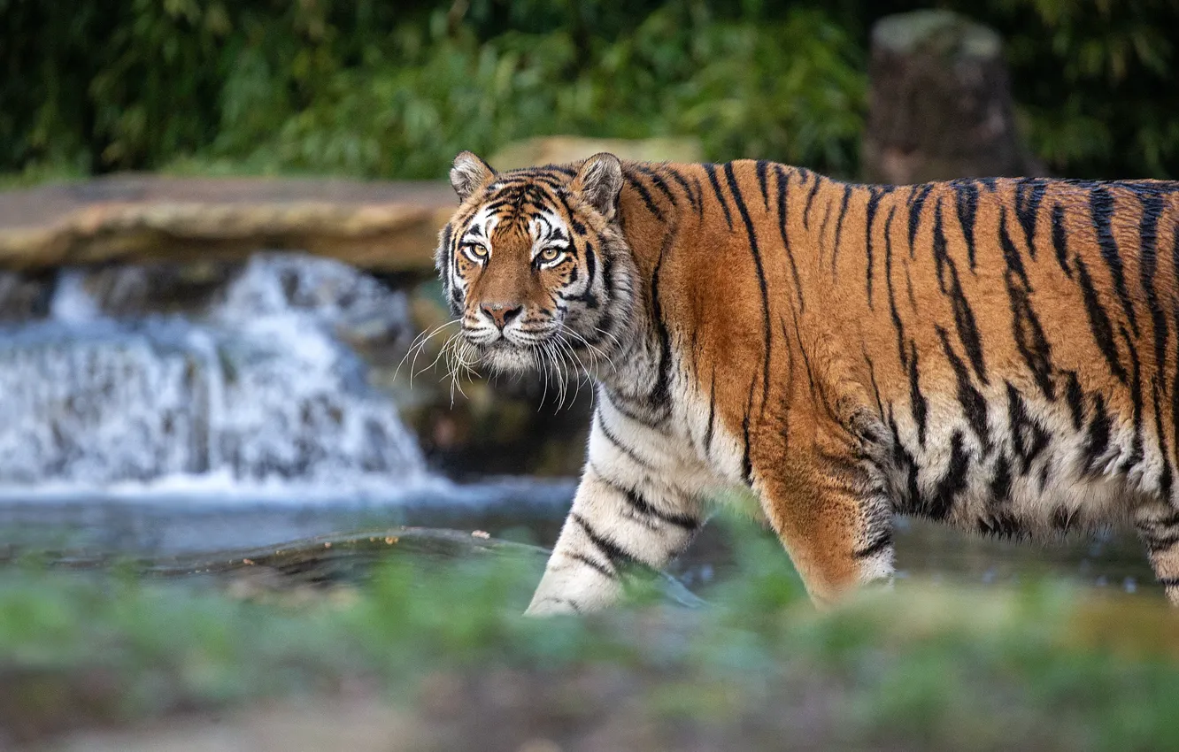 Photo wallpaper tiger, waterfall, walk, handsome