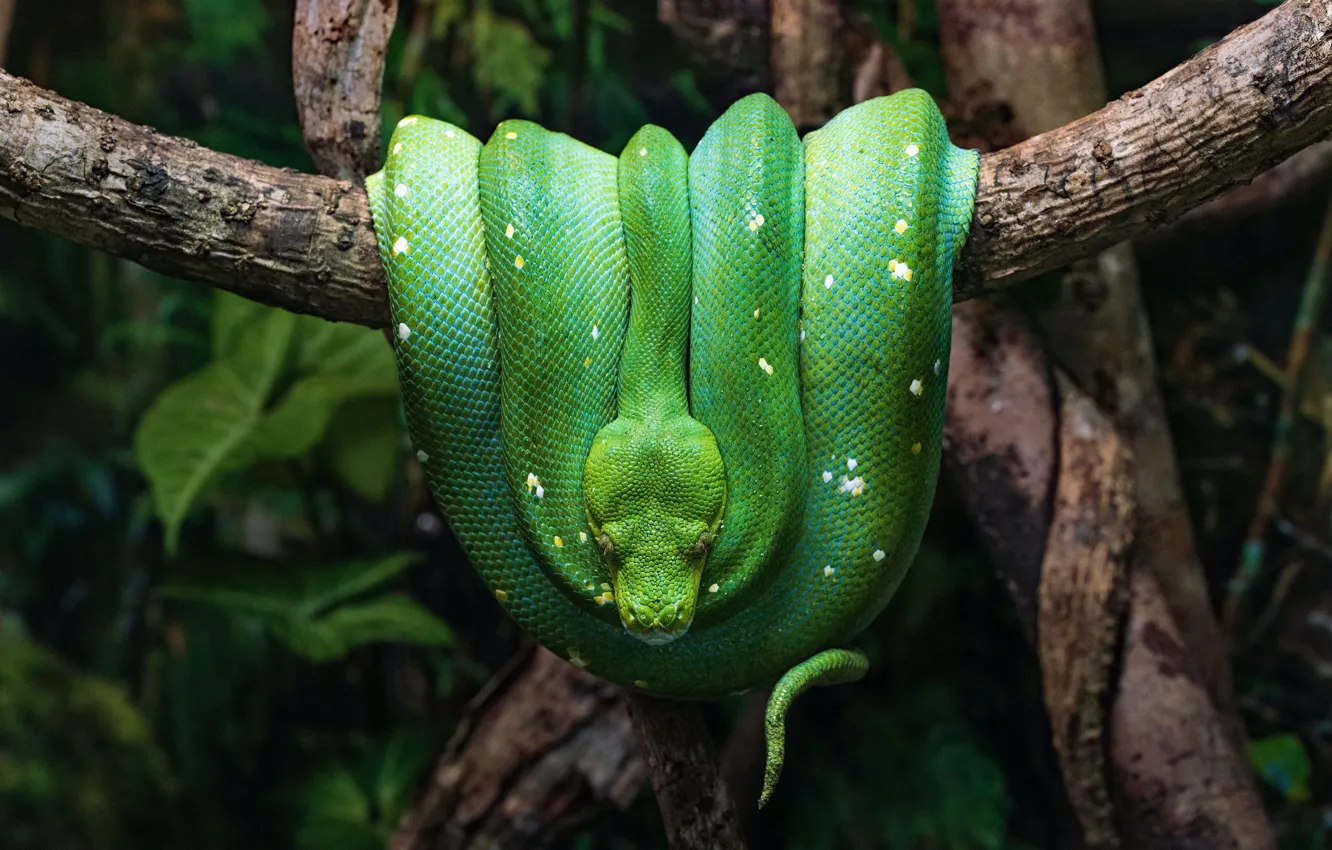 Photo wallpaper green, the dark background, snake, Python, reptile