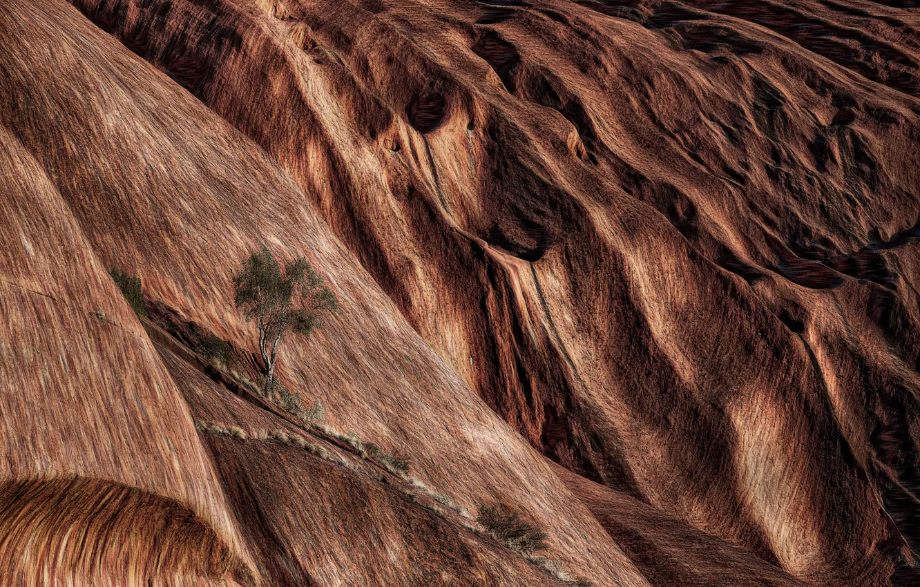 Photo wallpaper tree, rocks, texture, Australia, Uluru (Ayres Rock)