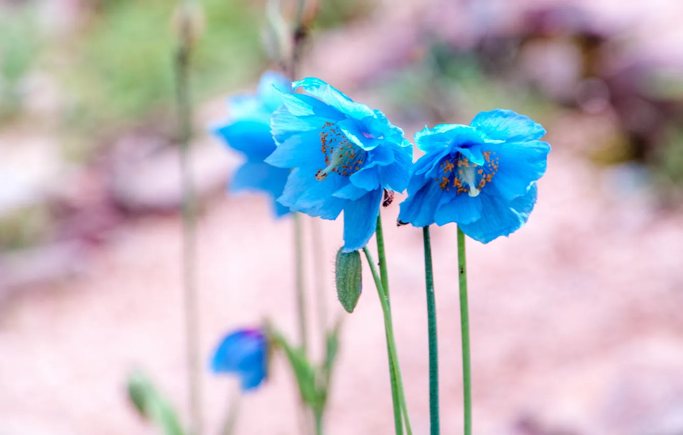 Photo wallpaper flowers, blue, meconopsis, Himalayan blue poppy, Meconopsis