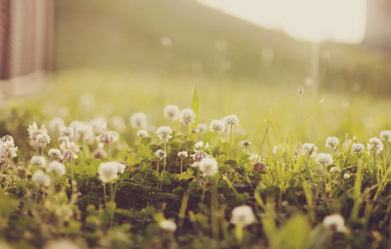 Photo wallpaper summer, flowers, photo filter