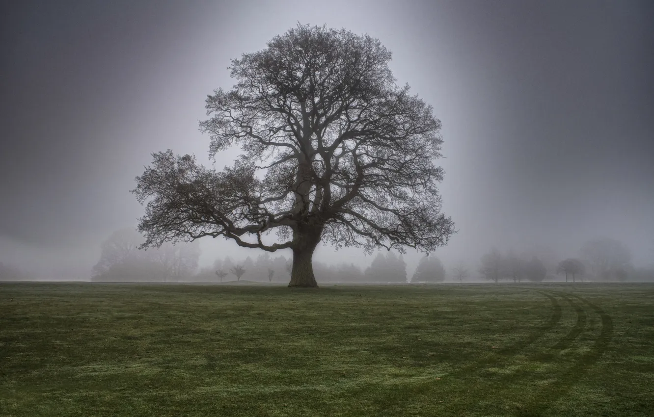 Photo wallpaper grass, fog, tree