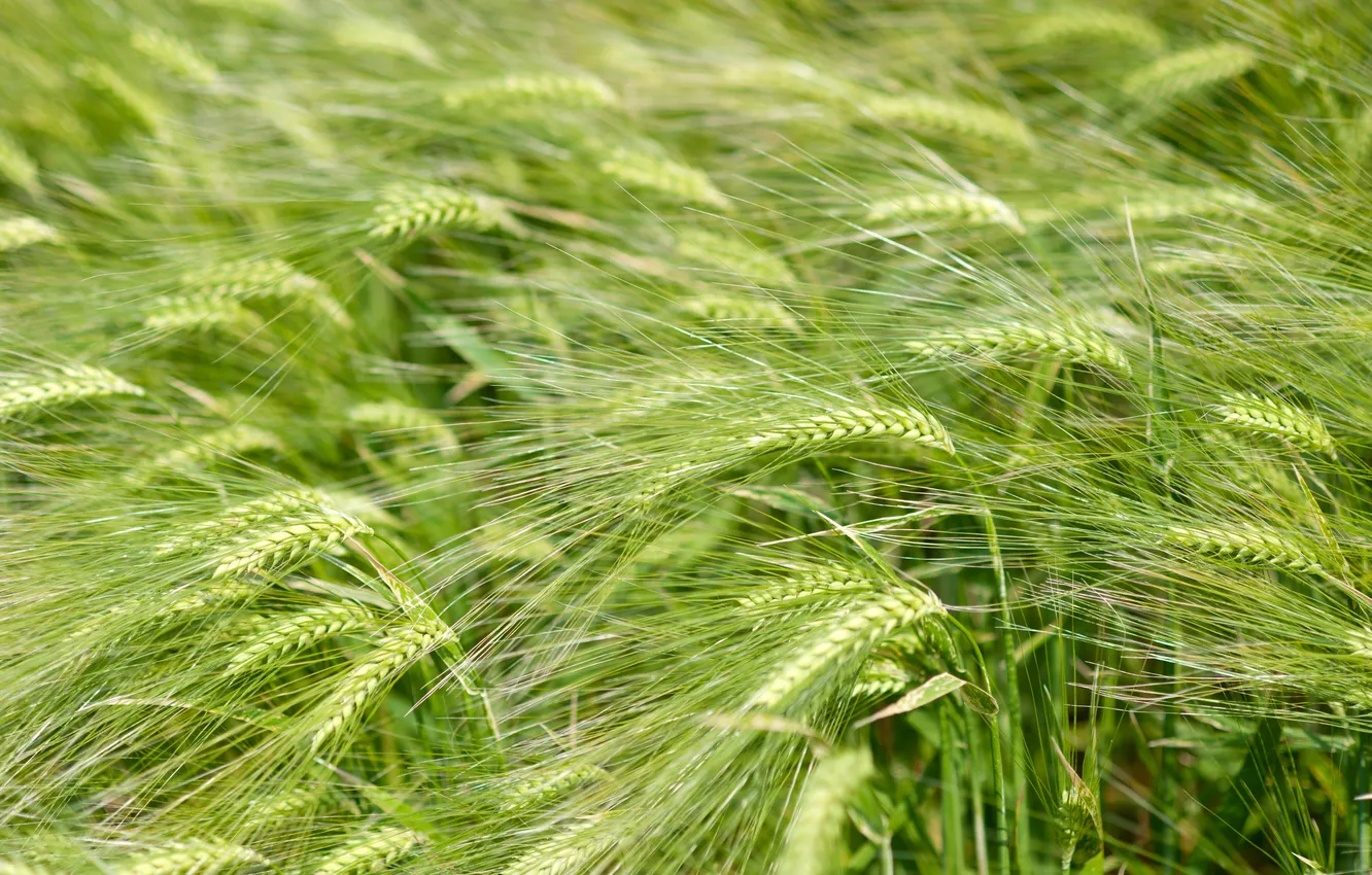 Photo wallpaper field, the wind, ears