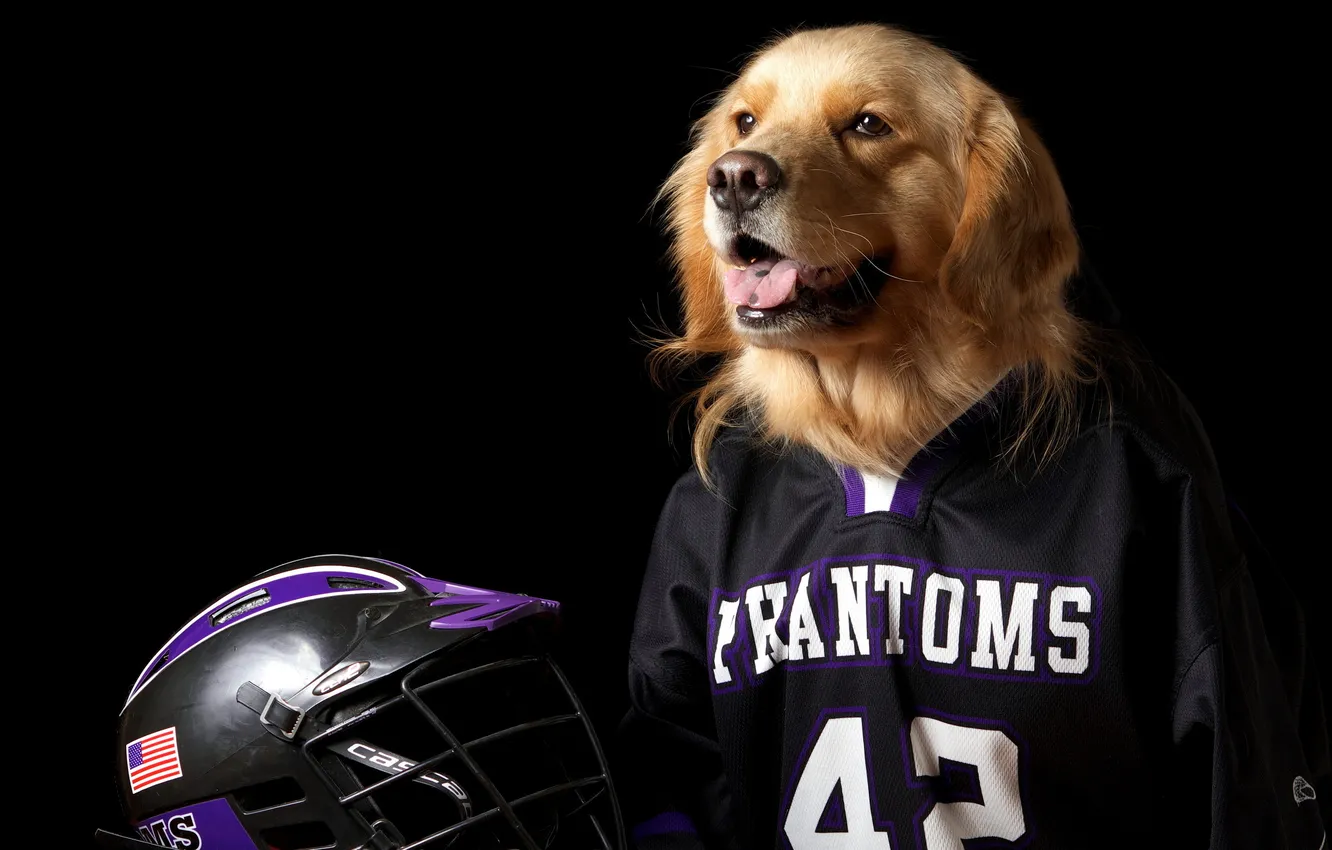 Photo wallpaper dog, helmet, form