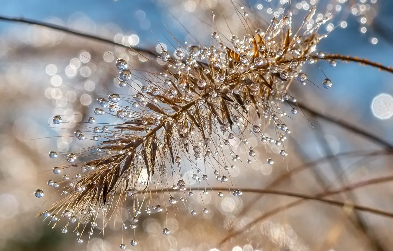 Photo wallpaper water, water drops, macro, bokeh