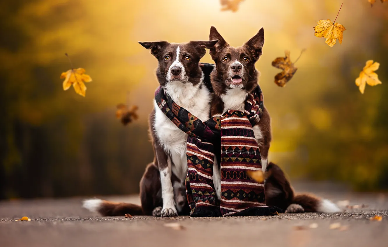 Photo wallpaper autumn, leaves, scarf, a couple, friends, bokeh, two dogs