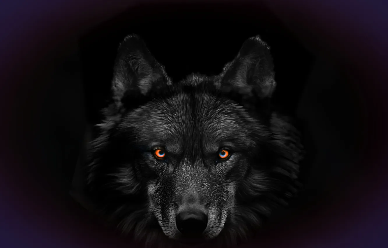 Photo wallpaper background, fantasy, wolf