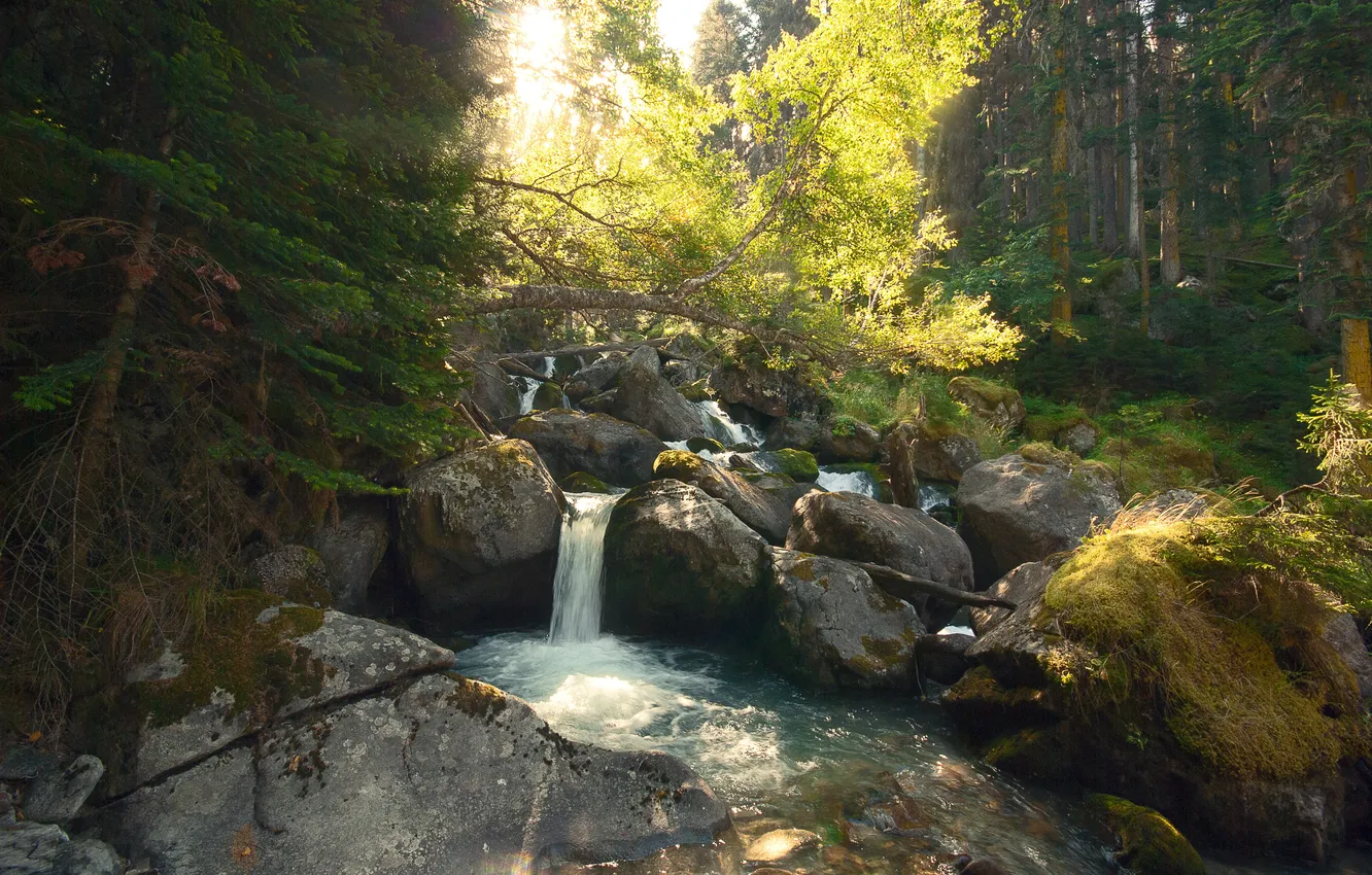 Photo wallpaper forest, rocks, waterfall
