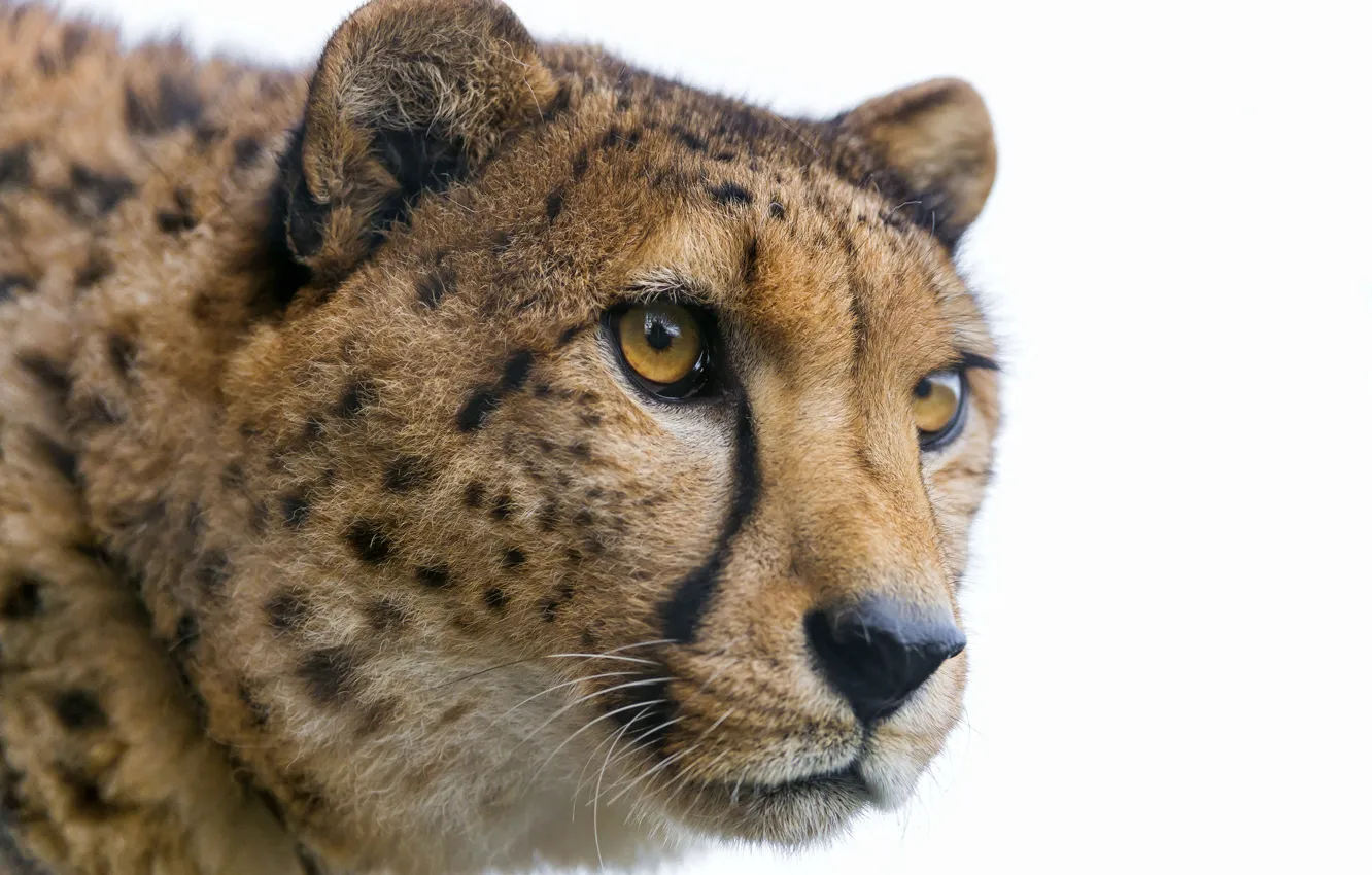 Photo wallpaper cat, look, face, Cheetah, ©Tambako The Jaguar