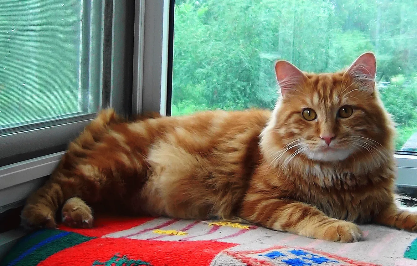 Photo wallpaper cat, red, Siberia, Kurilian Bobtail, Timka